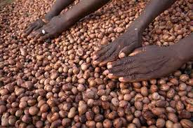 ?Stakeholders urged to modernise shea industry
