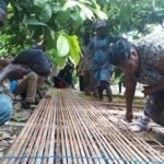 Be innovative; adopt best practices – Cocoa farmers advised