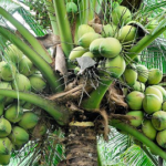 ?‘Venture into coconut farming’