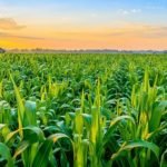 ?Agriculture insurance is vital to the development of small holder farmers – Mangrove