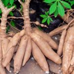 Ghana to improve on export cassava, fruits, cosmetics …as WACOMP is launched