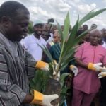 600 oil palm seedlings to be distributed to farmers for 2019 planting season