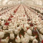 ?Akuapem South to develop the biggest poultry industry in Ghana
