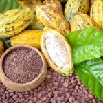?Cargill invests over $113 million in Ghana, Ivory Coast cocoa sector