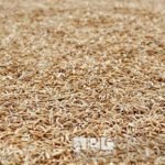 Buyers exploit local rice farmers in the North