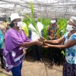 Suhum Municipal Assembly distributes 50,000 free oil palm seedlings to 120 farmers