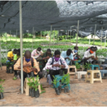 MoFA trains 30 on grafting of cashew seedlings