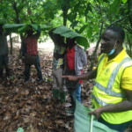 Ghana Cocoa Board steps up implementation of PEPs
