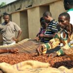 INSURANCE FOR COCOA FARMERS – AN IDEA WHOSE TIME HAS COME
