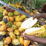 Ghana, Côte d’Ivoire cancel cocoa sustainability schemes run by Hershey