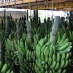 Golden Exortics banana export to UK faces Brexit tariffs