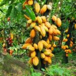 Let’s consume cocoa products to boost Ghana Beyond Aid – Kwame Gyasi