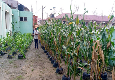 MoFA promotes backyard agric with innovation technologies at Effia-Kwesimintsim
