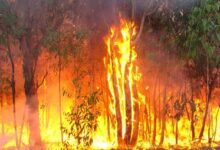 • A recent bushfire scene in the Volta Region
