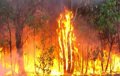 • A recent bushfire scene in the Volta Region