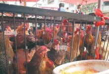 • Chickens being sold in the market