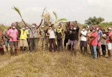 • Protesters carrying the destroyed coconut plants