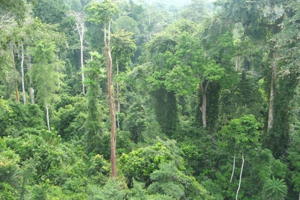 A forest in Ghana