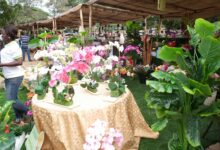 The Ghana garden and flower show