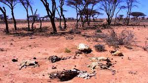 The southern region of Somalia is scattered with dead livestock