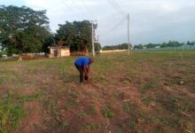 • Mr Mbilla thinning his farm