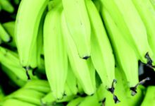 • African plantain lowers Blood Pressure due to the high potassium content when cooked