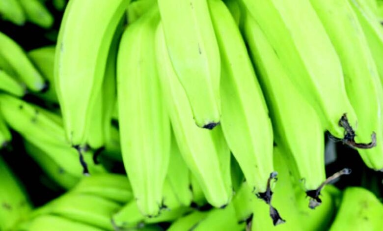 • African plantain lowers Blood Pressure due to the high potassium content when cooked