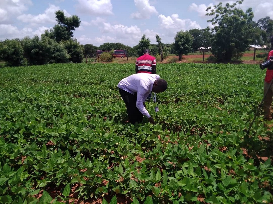 Keeping the hopes of farmers on shelves; the story of Ghana’s Bt Cowpea