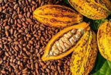 Cocoa is one of Ghana's export commodities