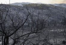 The devastation caused by separate forest fires in Tizi Ouzou, northern Algeria