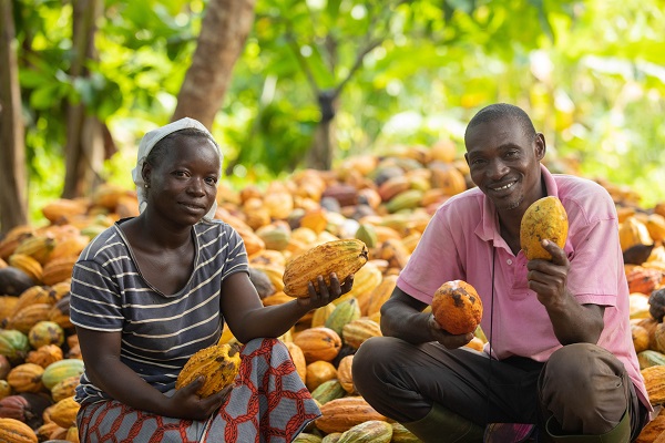 • Farmers with their harvested Cocoa