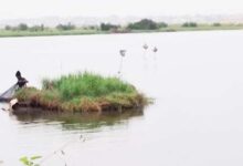 • Some fishermen fishing at the Buffer Zone of the Densu Delta Ramsar site.