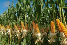 • Maize farmers witnessed improved yield under the project