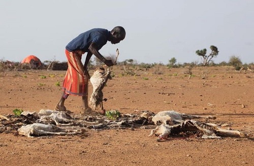 An internally displaced Somali man, attends to the carcass of his dead livestock following severe droughts near Dollow, Somalia