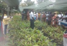 Women leaders and some officials from the SNG and its partners standing in a nursery of Shea Seedlings
