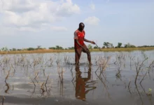 A man wades through his submerged red millet field in Dane, Cameroon