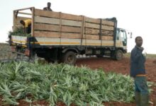 • Workers of Enoo Mutaku Farms loading pineapples onto a truck