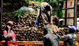 • Farming is the major livelihood in rural Ghana