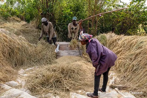 • Farmers harvesting rice