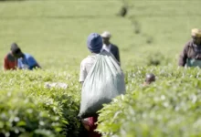 • Kenya is a major producer of tea