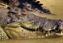 The crocodile which swallowed the Australian