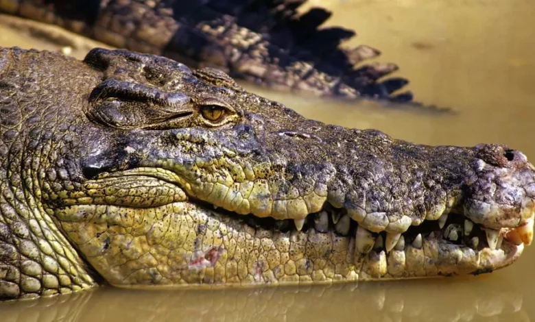 The crocodile which swallowed the Australian