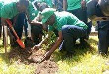 • Mr Alban Bagbin planting tree to mark the Green Ghana day