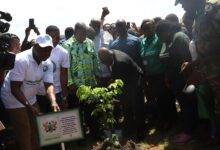 President Akufo-Addo, planting a tree to commemorate the Green Ghana Day 2023 Celebration at the University of Ghana1