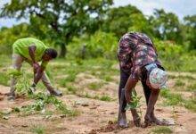 • Smallholder farmers need social protection Photo credit: TreeAid