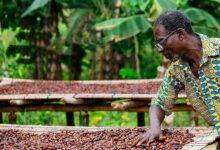 A farmer wearing the glasses provided during the programme to dry cocoa beans