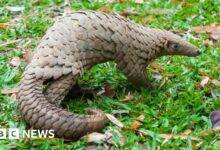 All eight species of pangolin are threatened, with three listed as critically endangered