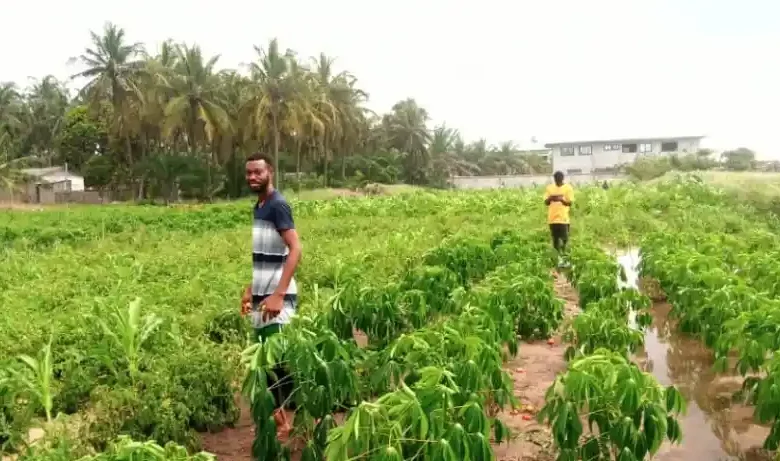 Affected cassava farms on their farms.webp